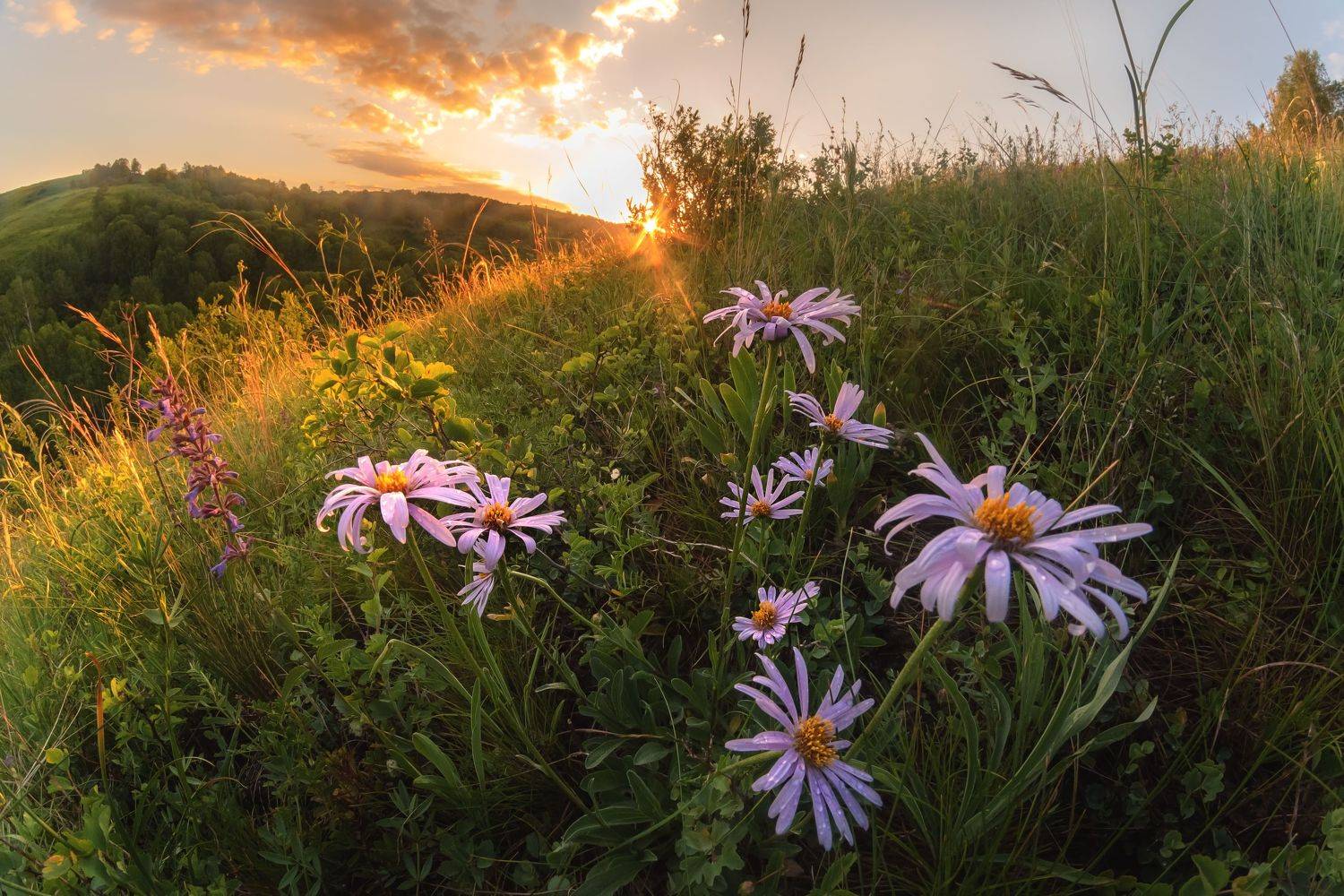 #цветы #астры #солнце #закат #вечер #пейзаж #лучи #природа #заповедник #лето #луг #холмы #ханхара #тигирекскийзаповедник #алтай #алтайскийкрай #nature #flowers #sun #sunlight #sunset #asters #hills #landscape #summer #evening #reserve #meadow #altai #tigi, Денис Соломахин