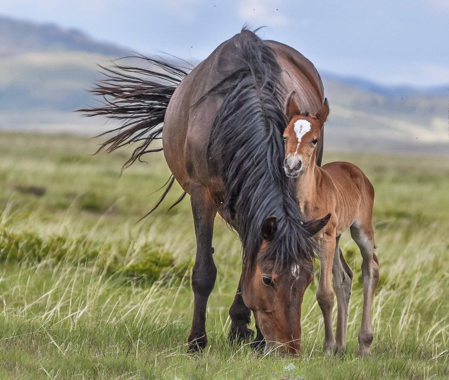 лошадь, Евгений Дроботенко