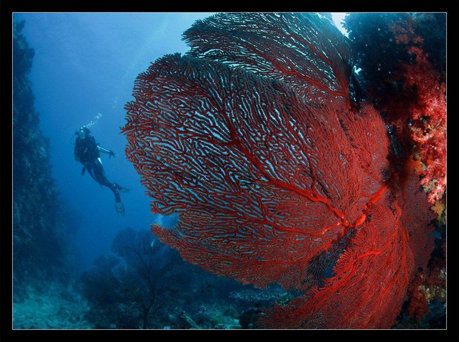 фиджи, кораллы, маришка,азотка, Нарчук Андрей