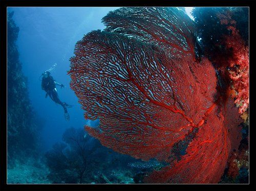 Подводные танцы