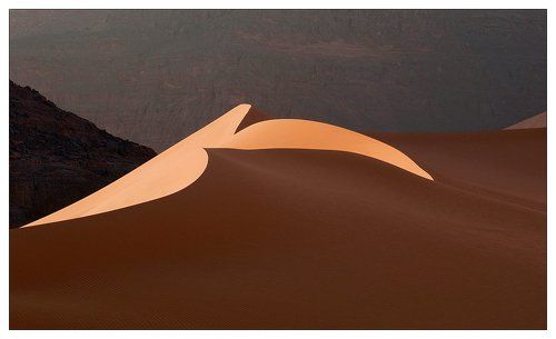 Desert flower