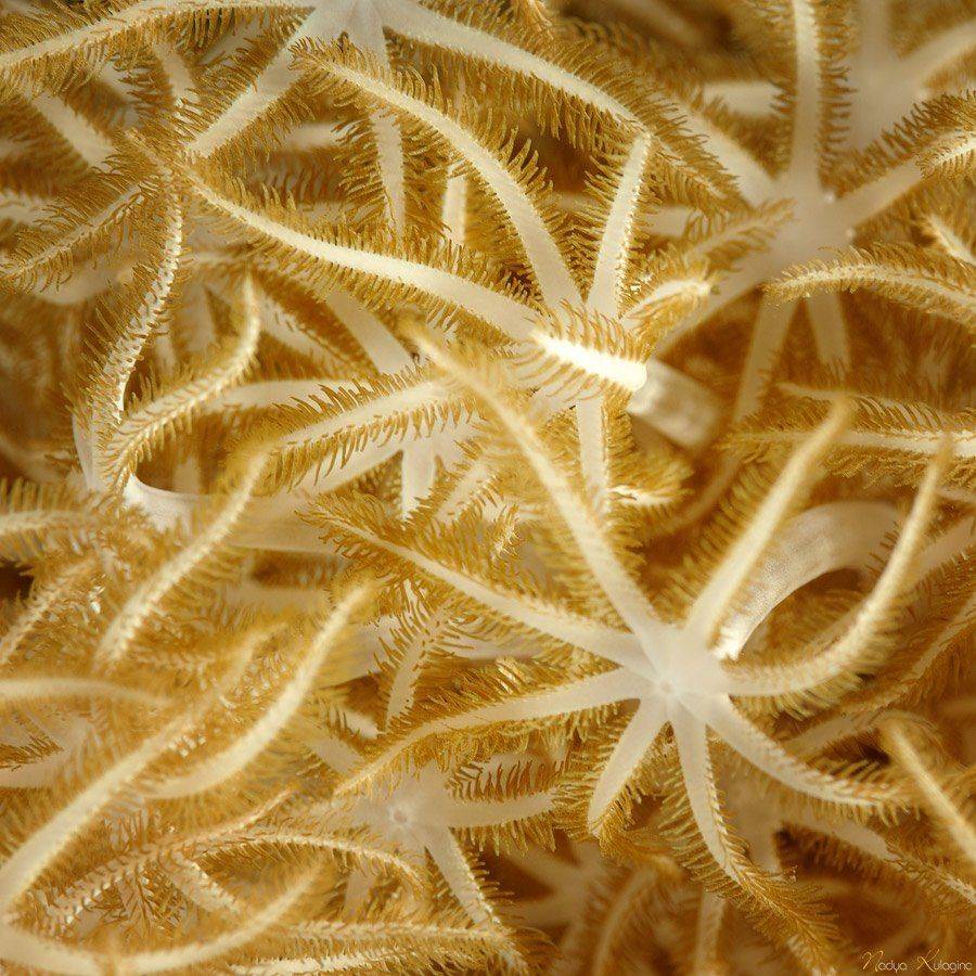 underwater, photography, Nadya Kulagina