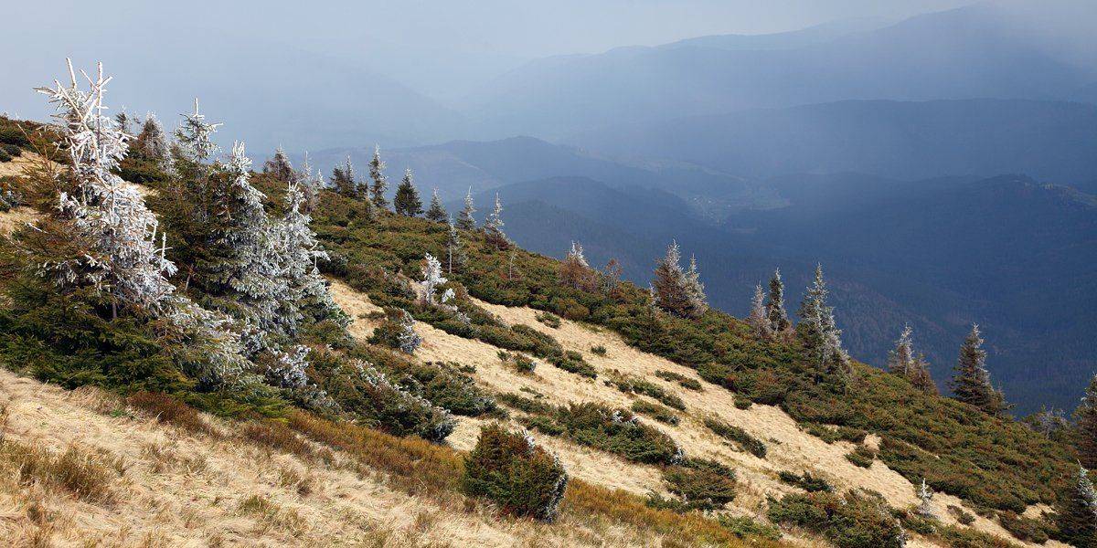 карапаты, горы, елки, иней, Михаил Псарёв