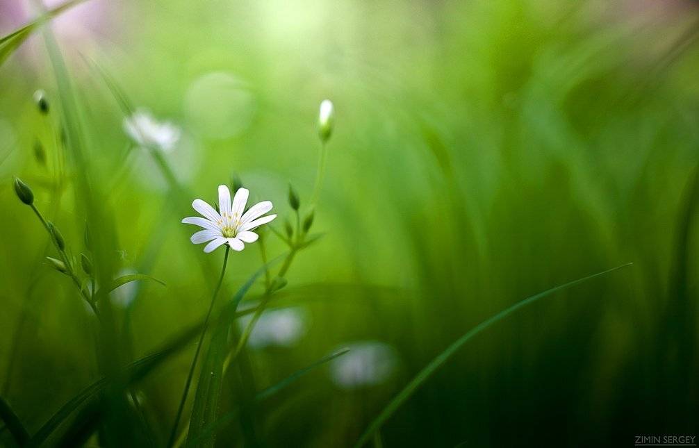 , Сергей Зимин