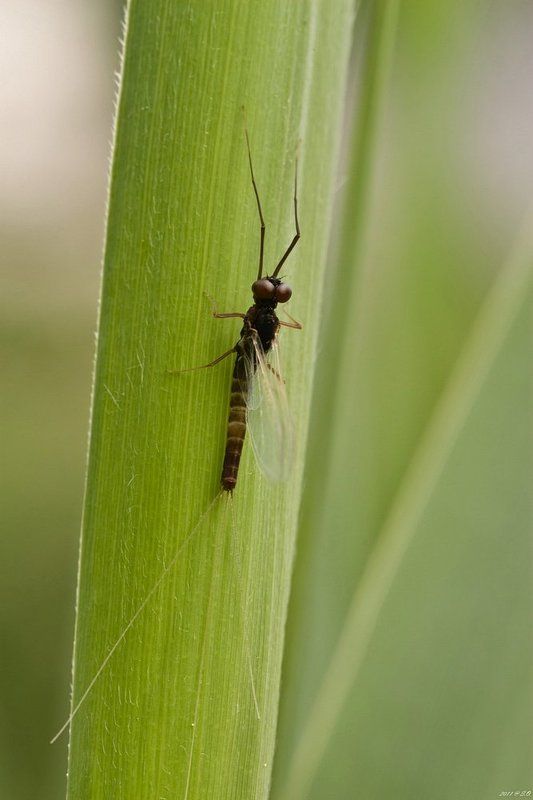 подёнки, eintagsfliegen, mayfly, ephemeroptera Подёнки - вся жизнь за один день... фото превью
