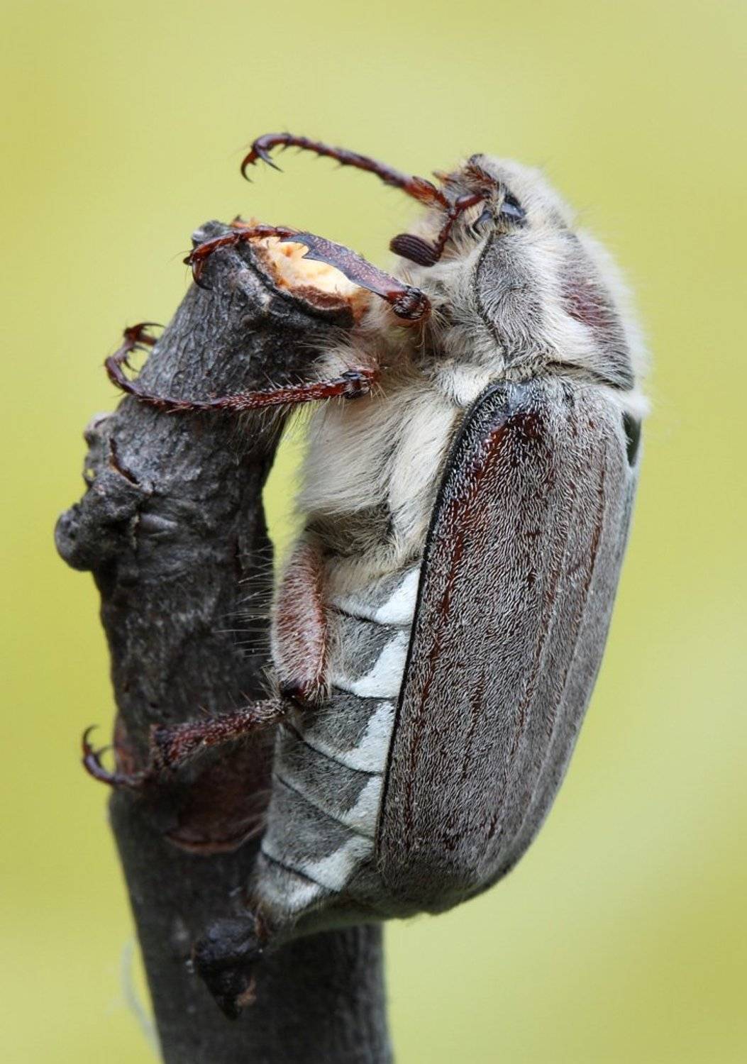 майский, жук, Сергей Таланов