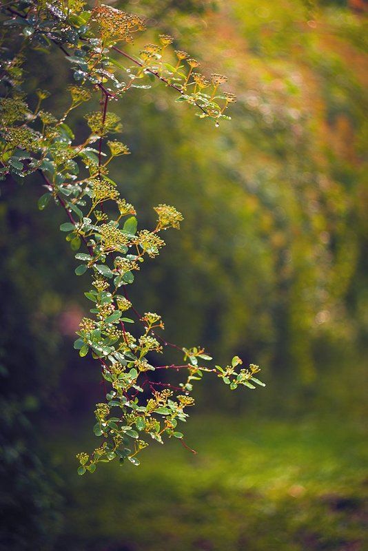 bush, branch, bokeh, color, sunset atmosphere фото превью