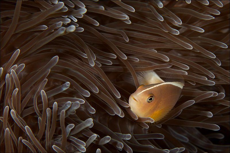 underwater, coral, clown, anemone, fish Clown фото превью