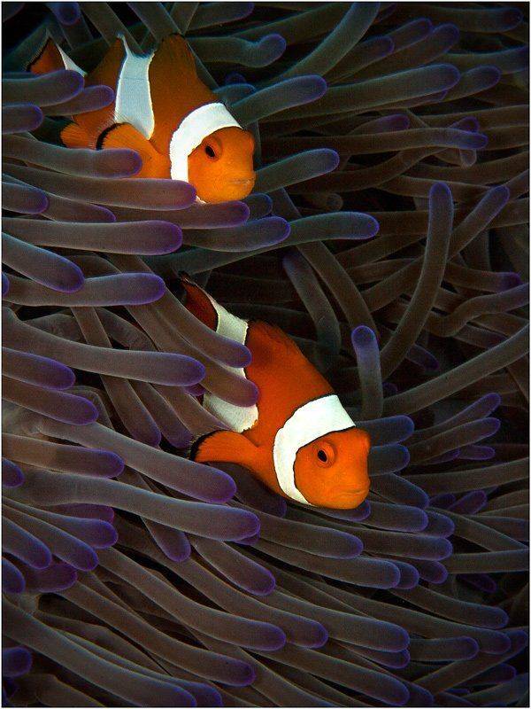 амфиприон, клоун, дайвинг, бади, индонезия, Олег Федин