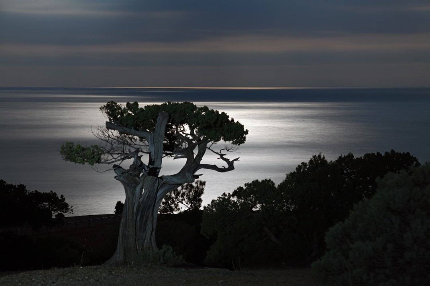 ночь, море, дерево, лунный свет. лунная дорожка, растения, небо, облака, пейзаж, природа, крым,, Сергей Шульга