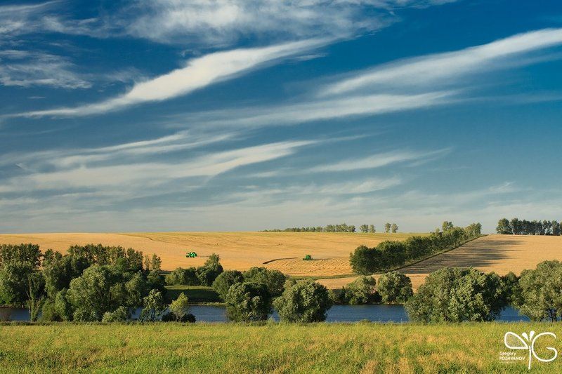 белогорье, поле, пшеница, комбайн, август, урожай, хлеб, россия, небо, вечер Уборка хлеба фото превью