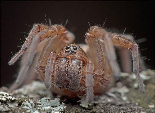 Эти глаза напротив.