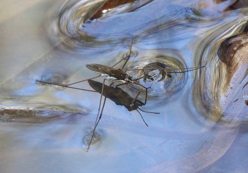 Дама в голубом интерьере