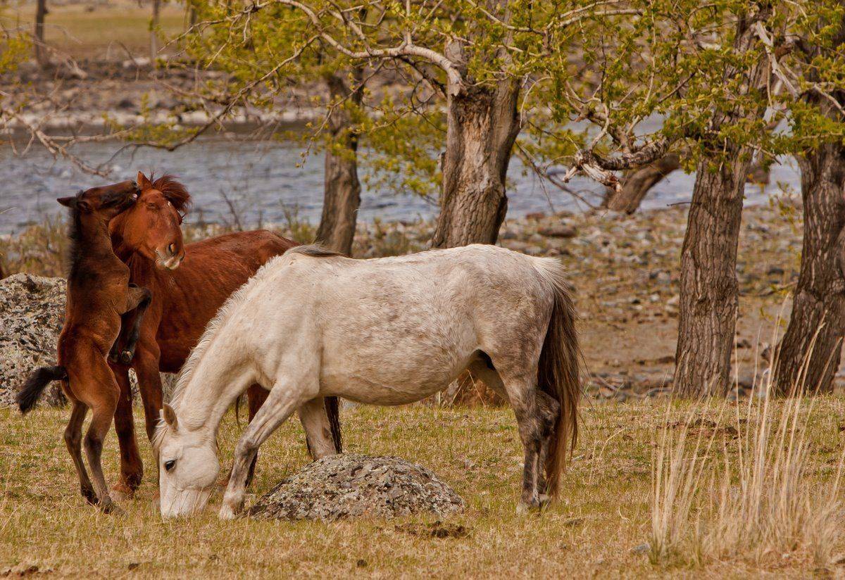 алтай, Батя