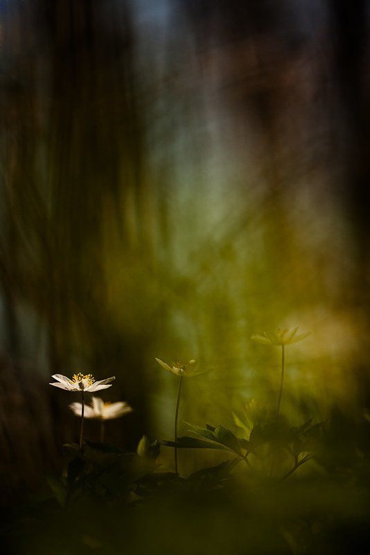 ветреничка дубравная, весна, цвет под пологом весеннего леса фото превью