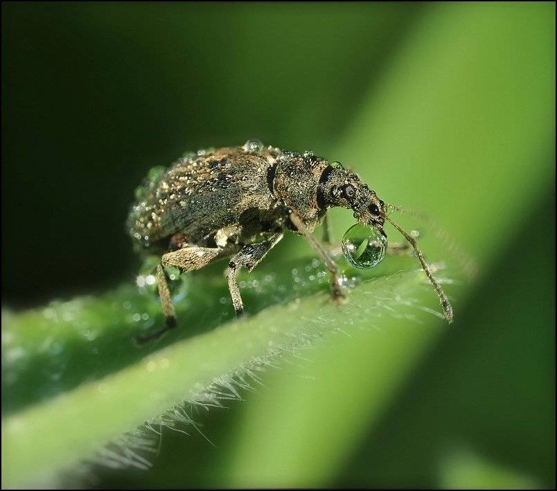 , Андрей Осокин