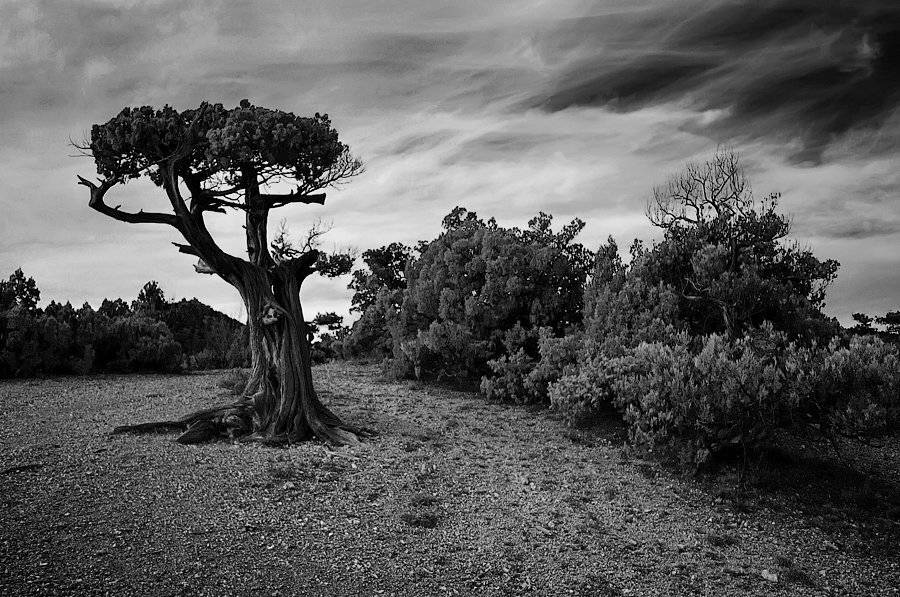 новый свет, дерево, Виталий Башкатов