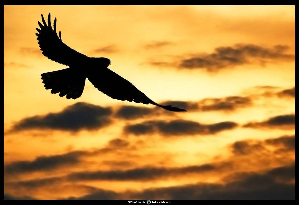 , &copy; =Vladimir Meshkov=