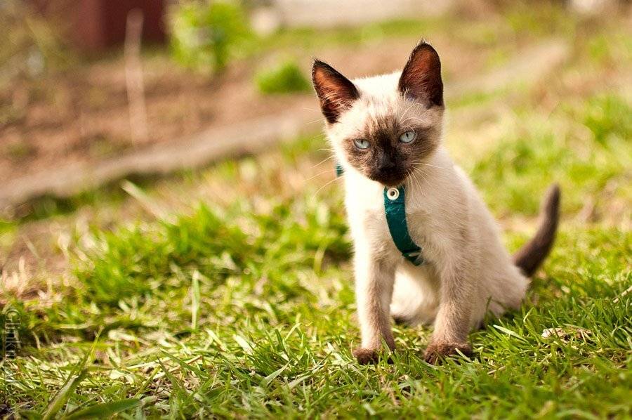 фотограф в ярославле, рыбинске, Глинкин Алексей