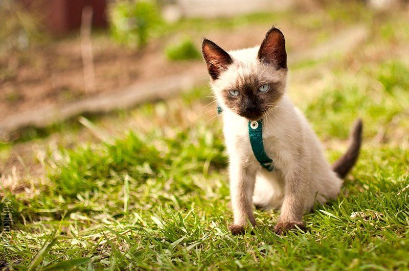 фотограф в ярославле, рыбинске *** фото превью