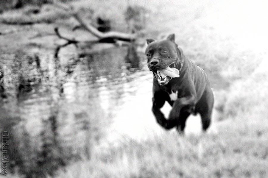фотограф в ярославле, рыбинске, Глинкин Алексей