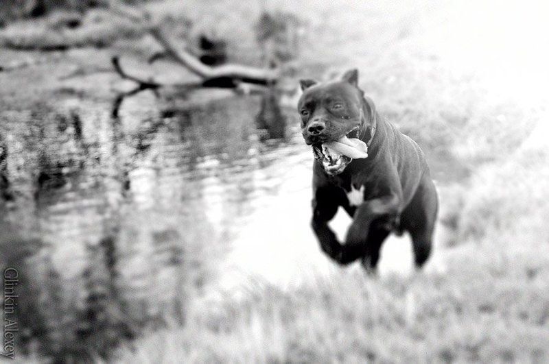 фотограф в ярославле, рыбинске *** фото превью