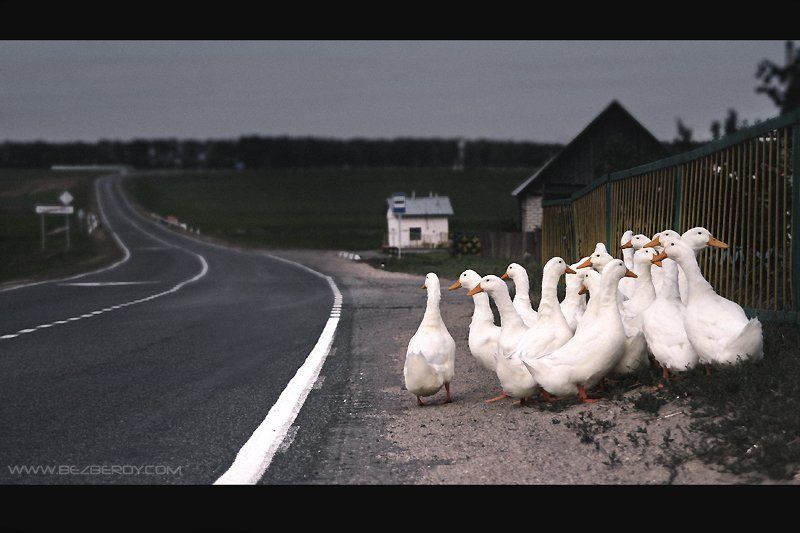 гуси, утки, беларусь, деревня В ожидании автобуса фото превью