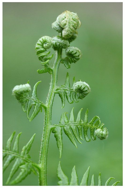 ^^^^ фото превью