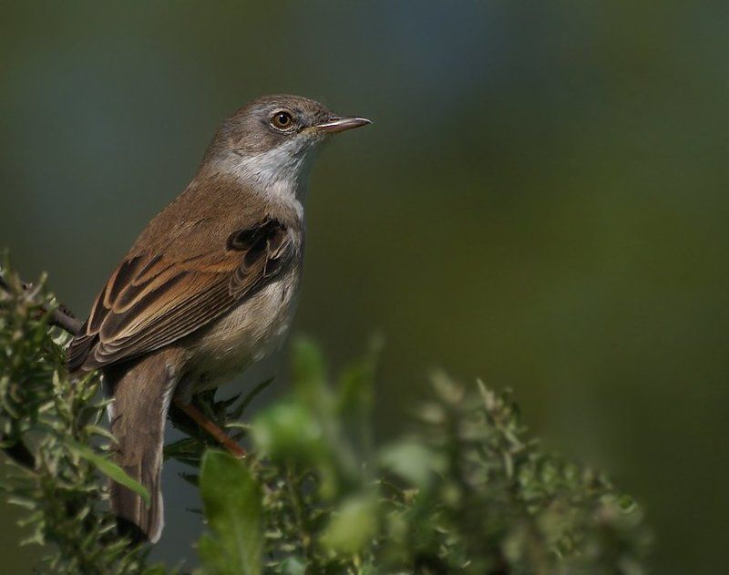 Серая славка фото превью