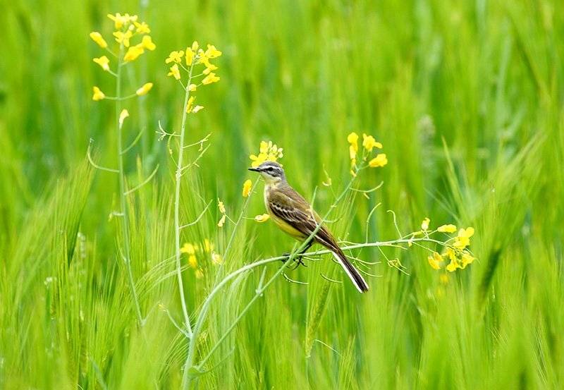 , Владимир Белый