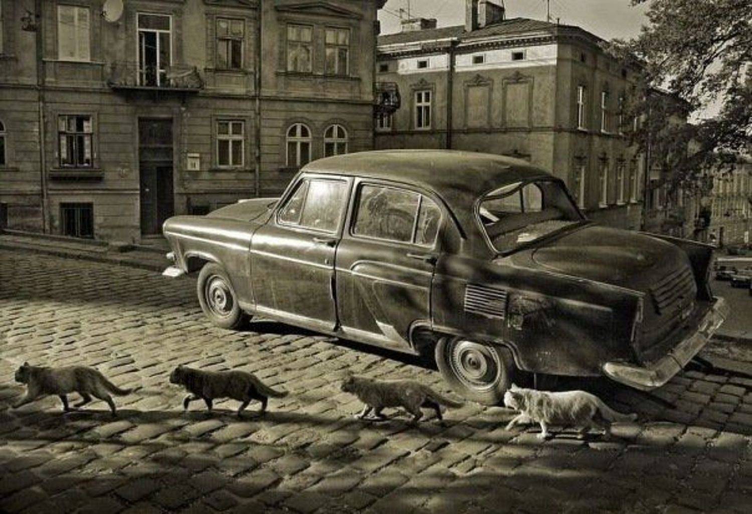 город, котов, Aleksandr Melnyk