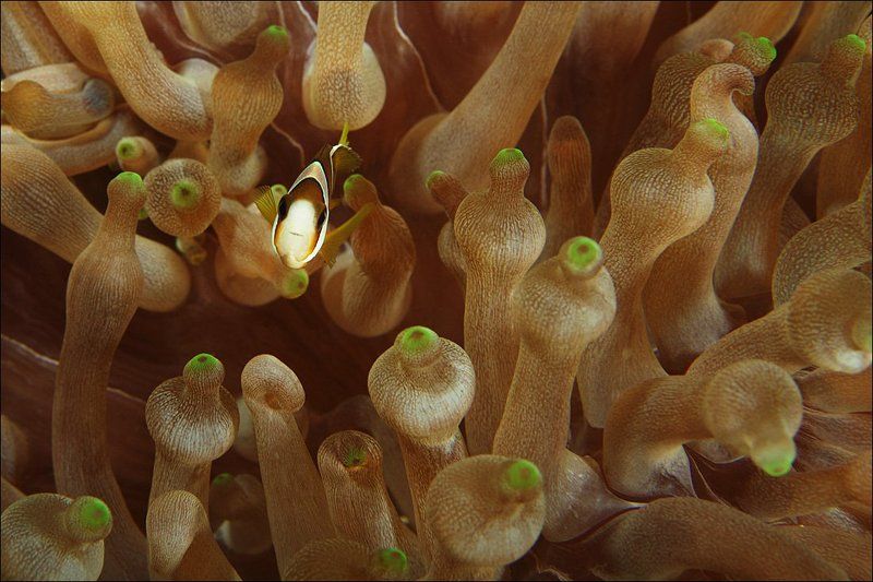 sipadan, anemone, fish, clown, underwater Малява — неизданное фото превью