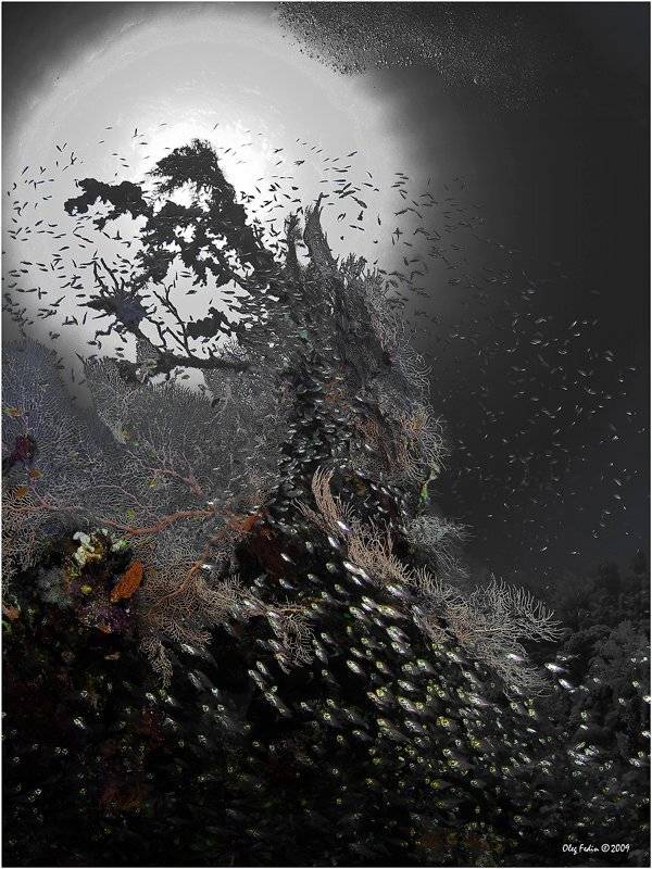 дайвинг, красное море, египет, Олег Федин