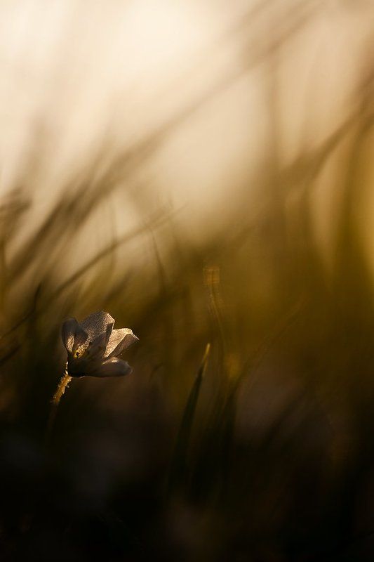 кислица, вечер кисличный вечер фото превью
