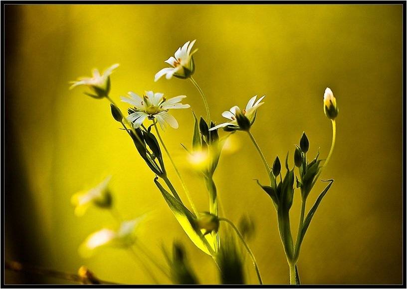 , Бурлов Андрей