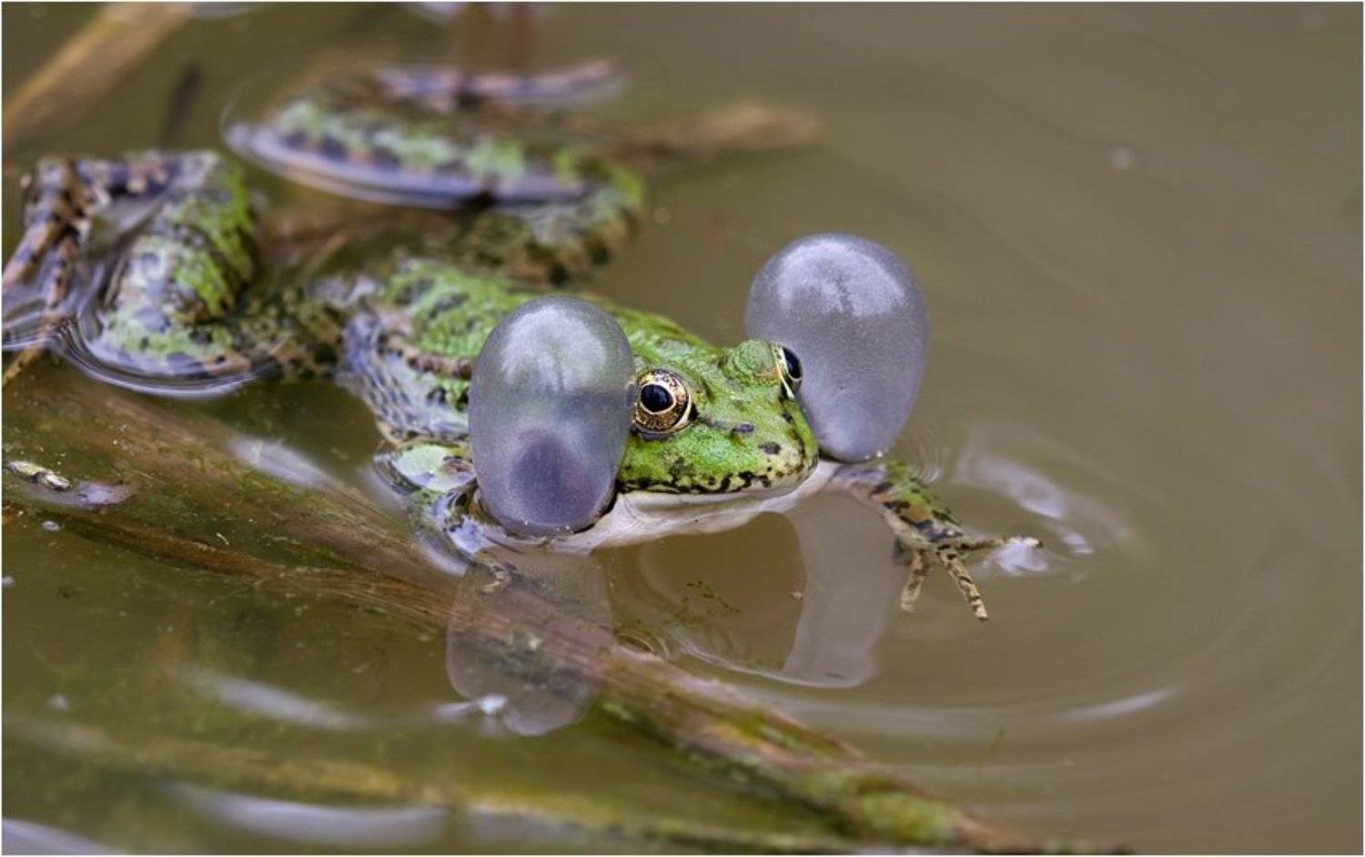 озёрная лягушка, rana ridibunda, Amazon-san