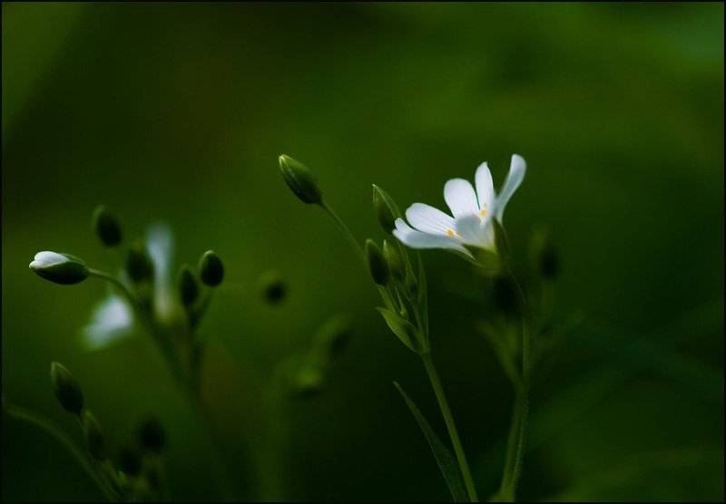 природа, Viktor