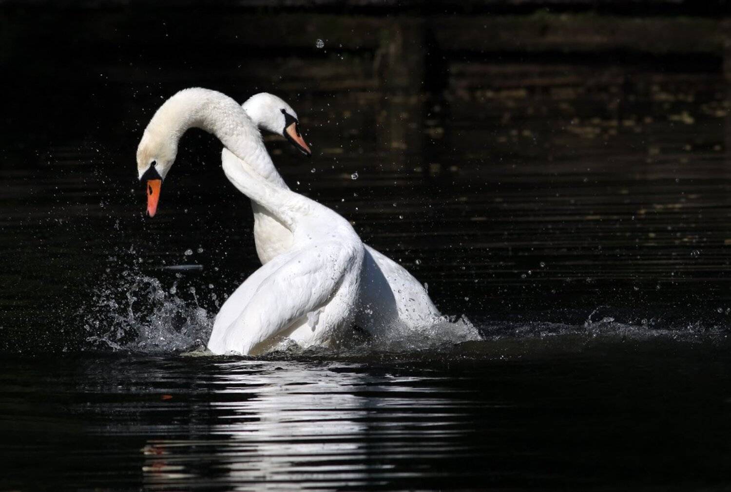 животные, птицы, лебеди, Зоя Лаптева
