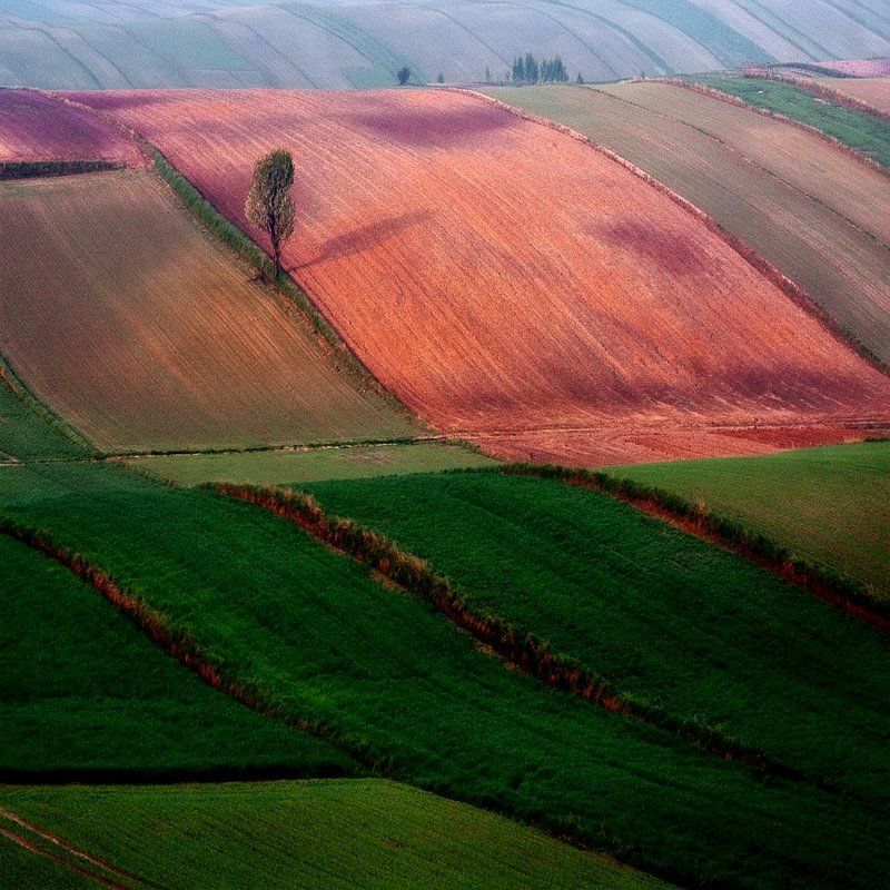 Поля_1 фото превью