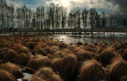 Вечер на болоте