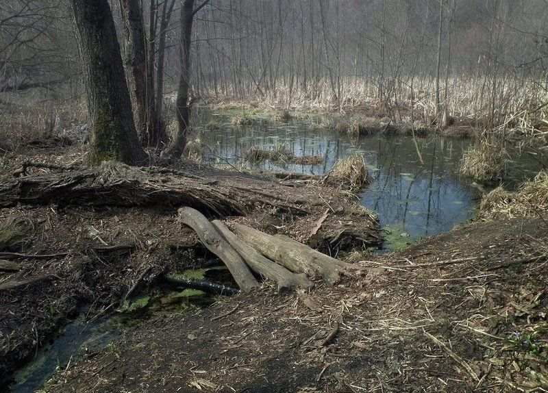 * * * фото превью