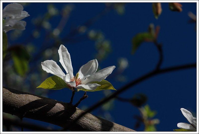 *** фото превью