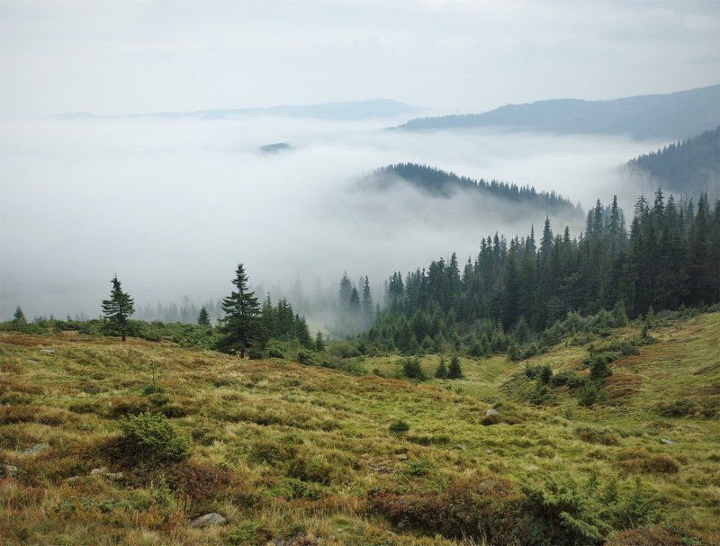 карпаты, природа, пейзаж, , лес, горы, панорама у белого моря фото превью