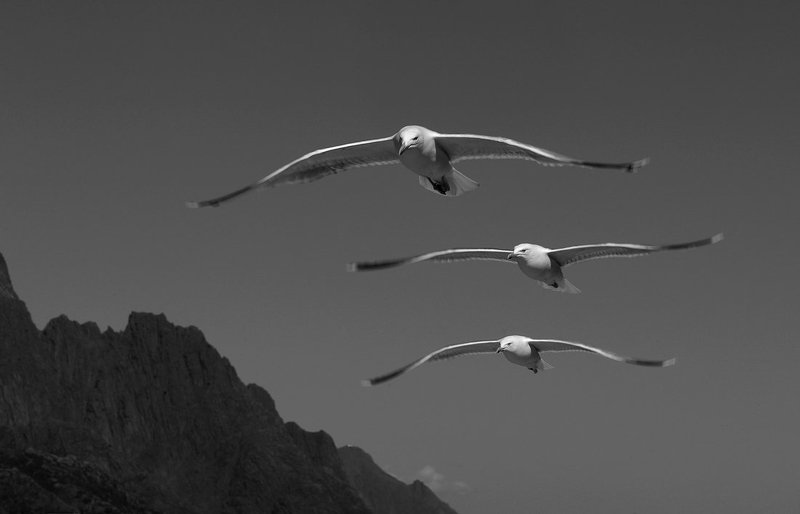 Птицы фото превью