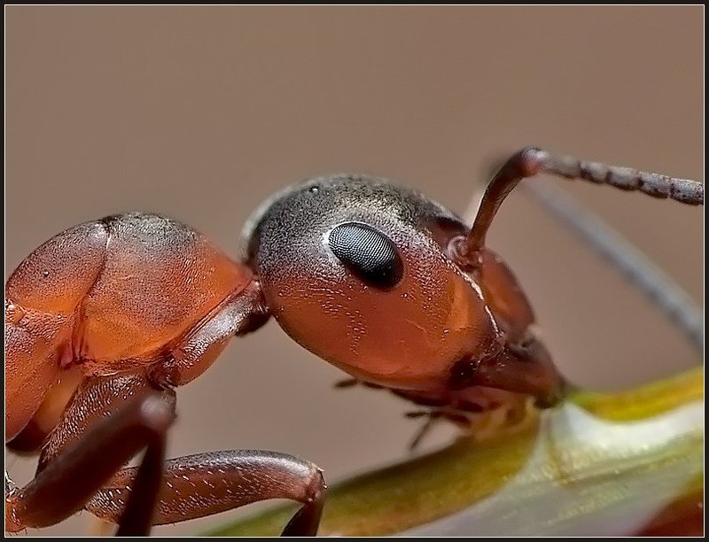 макро,муравей,насекомые, Жажда. фото превью