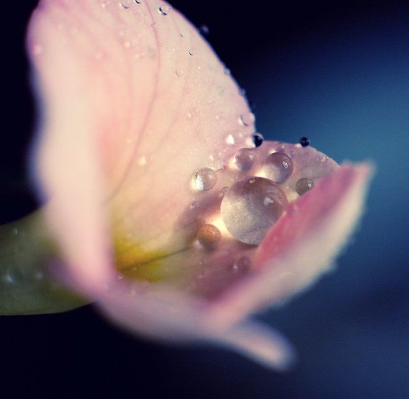 pearls фото превью