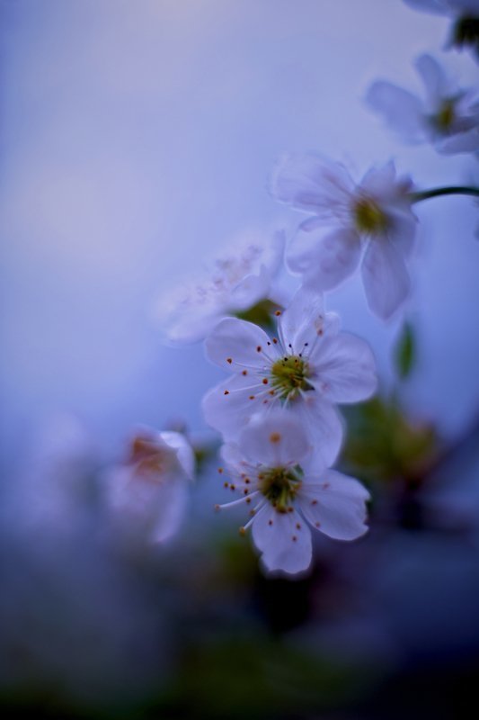 *** фото превью