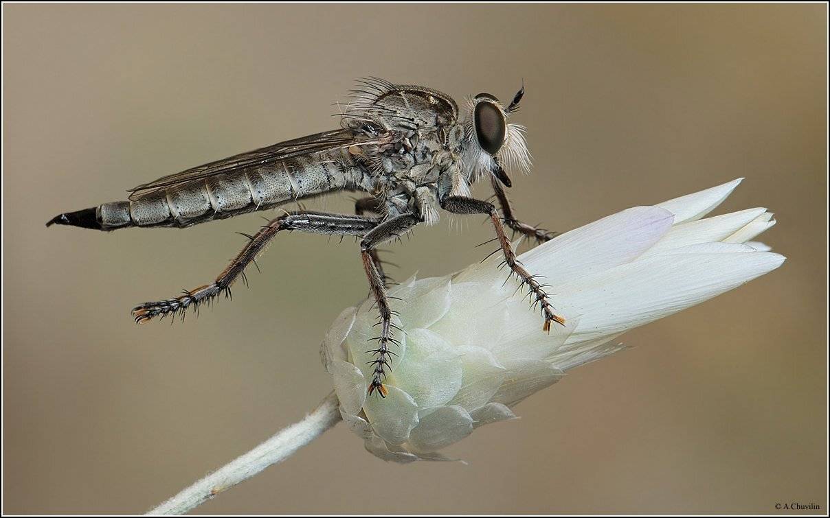 ктырь,армения,август, Александр Чувилин