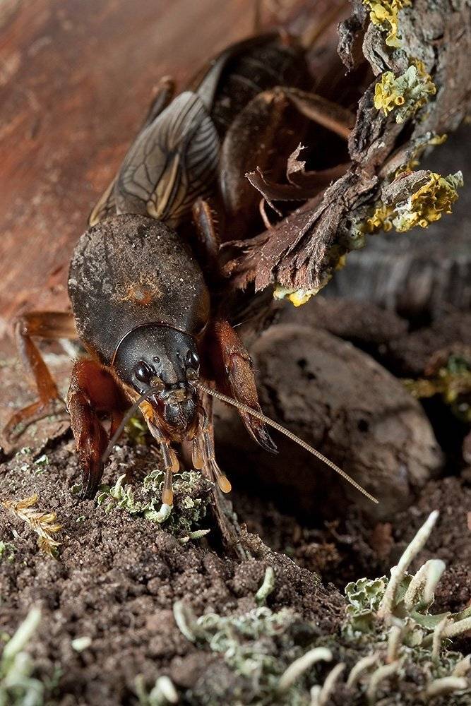 обыкновенная медведка, gryllotalpa gryllotalpa, Linas T