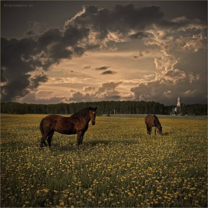 вечер, , кони, луг, облака, одуванчики, русь, российский, пейзаж, Виктор Перякин